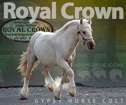 Horse ID: 2307390 Royal Crown