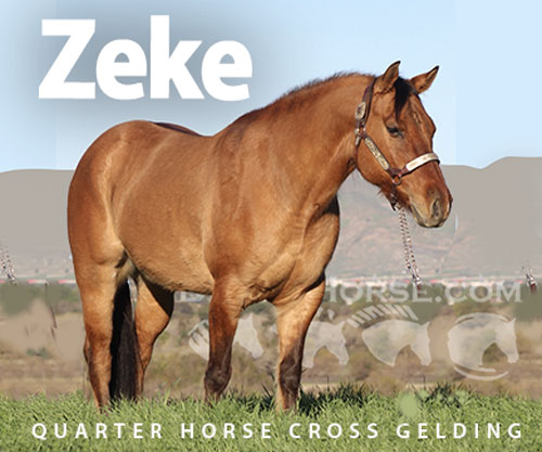 Horse ID: 2307391 Zeke