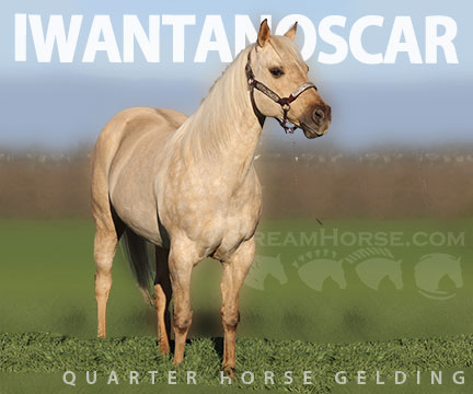 Horse ID: 2307392 IWANTANOSCAR