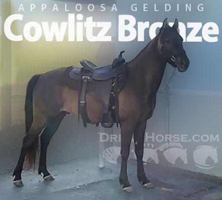 Horse ID: 2307439 Cowlitz   Bronze