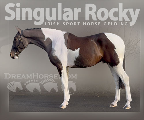 Horse ID: 2307454 Singular Rocky