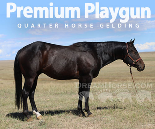 Horse ID: 2307503 Premium Playgun