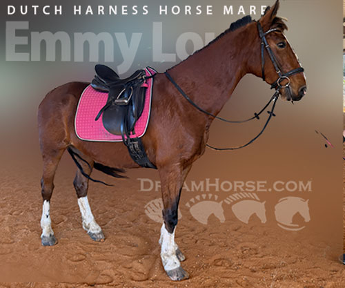 Horse ID: 2307519 Emmy Lou