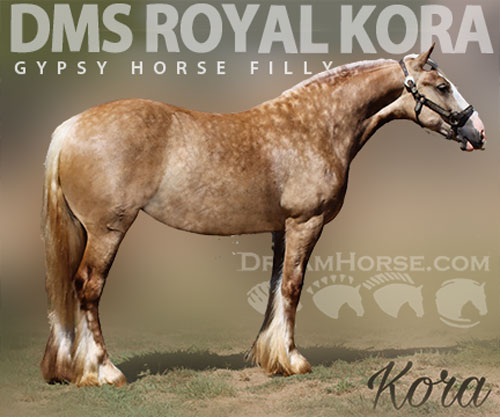 Horse ID: 2307532 Dms royal kora