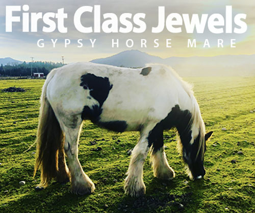 Horse ID: 2307633 First Class Jewels