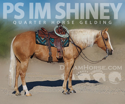 Horse ID: 2307651 PS IM SHINEY