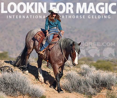 Horse ID: 2307652 LOOKIN FOR MAGIC