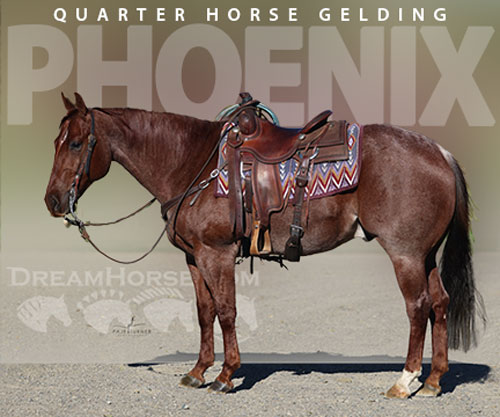 Horse ID: 2307656 PHOENIX