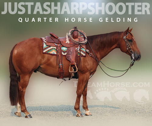 Horse ID: 2307661 JUSTASHARPSHOOTER