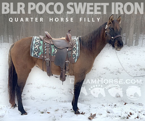 Horse ID: 2307667 BLR POCO SWEET IRON