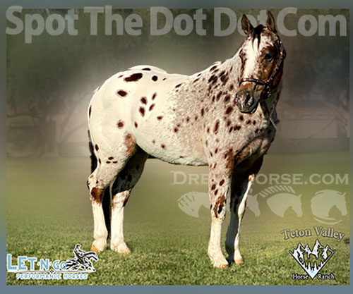 Horse ID: 2307686 Spot The Dot Dot Com