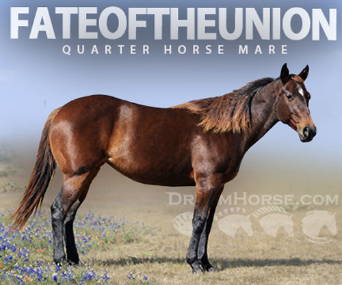 Horse ID: 2307703 FATEOFTHEUNION