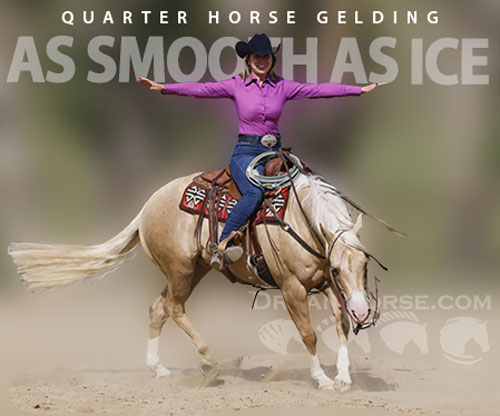 Horse ID: 2307708 AS SMOOTH AS ICE