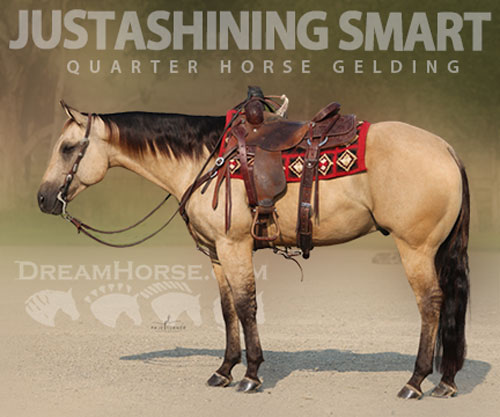 Horse ID: 2307709 JUSTASHINING SMART