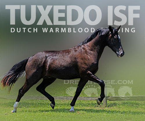 Horse ID: 2307710 Tuxedo ISF