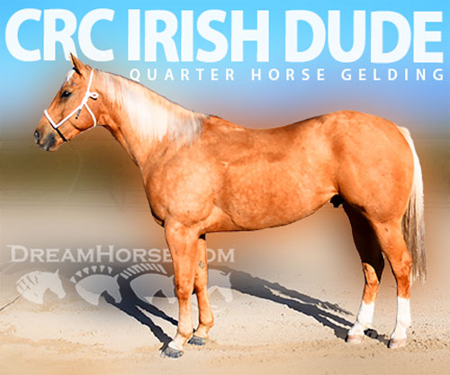 Horse ID: 2307715 CRC IRISH DUDE