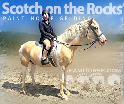 Horse ID: 2307724 Scotch on the Rocks