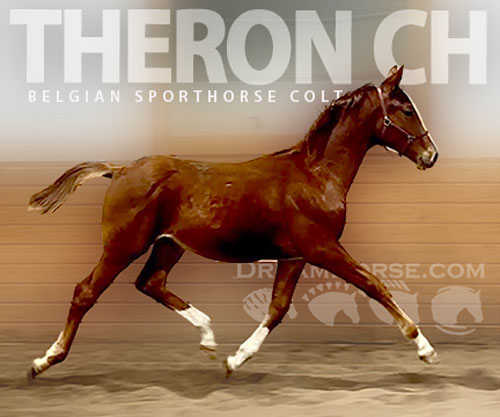 Horse ID: 2307826 Theron CH