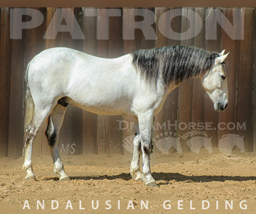 Horse ID: 2307858 PATRON