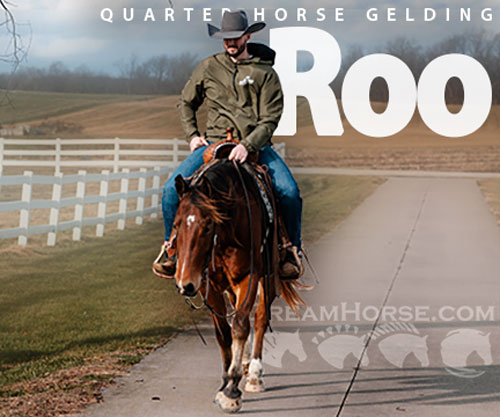 Horse ID: 2307885 Watch Video! Roo