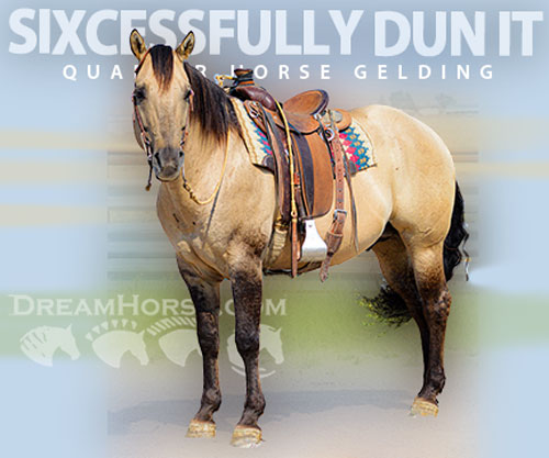 Horse ID: 2307945 SIXCESSFULLY DUN IT