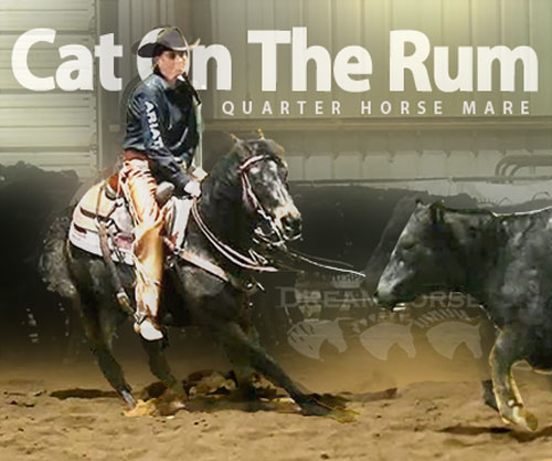 Horse ID: 2308065 Cat On The Rum