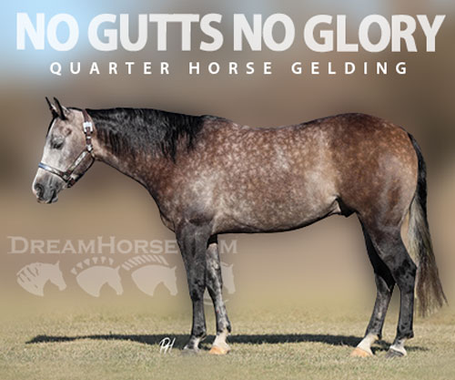 Horse ID: 2308243 NO GUTTS NO GLORY