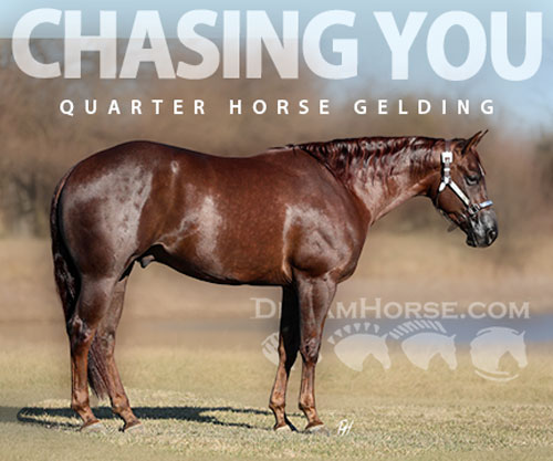 Horse ID: 2308244 CHASING YOU