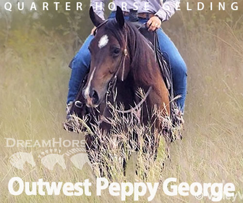 Horse ID: 2308264 Outwest Peppy George