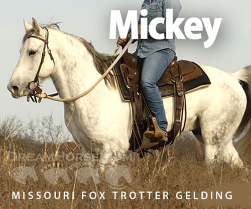 Horse ID: 2308265 Mickey