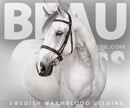 Horse ID: 2308289 Beau