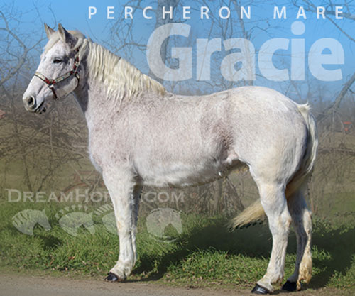 Horse ID: 2308365 Gracie