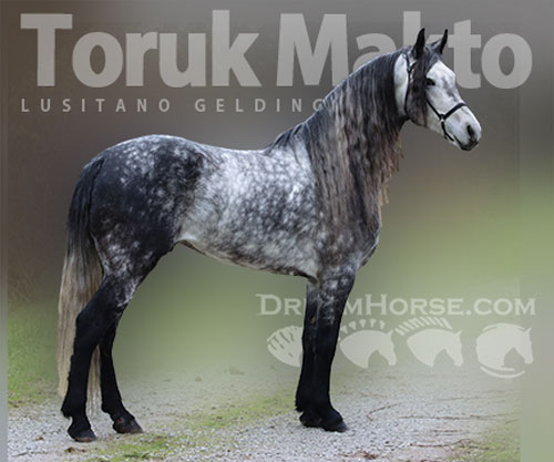 Horse ID: 2308445 Toruk Makto