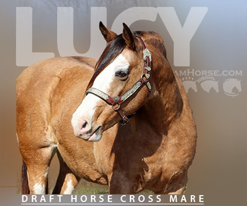 Horse ID: 2308818 Beautiful buckskin draft cross mare