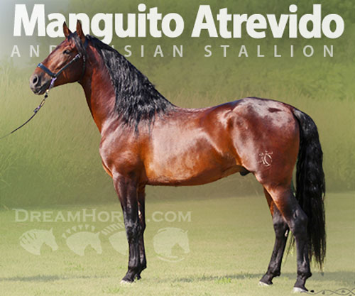 Horse ID: 2308922 Manguito Atrevido