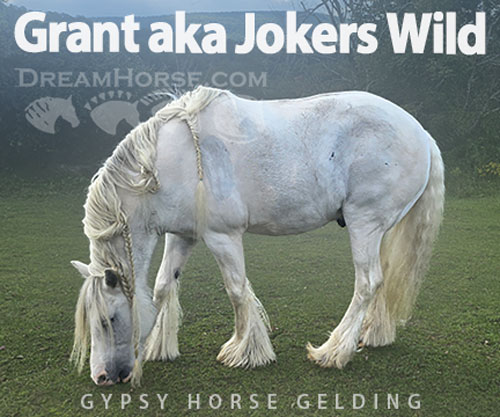 Horse ID: 2308976 Grant aka Jokers Wild