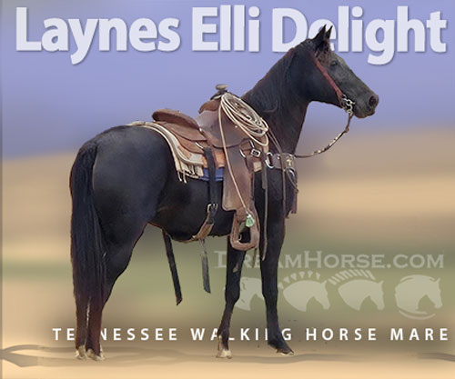 Horse ID: 2308980 Laynes Elli Delight