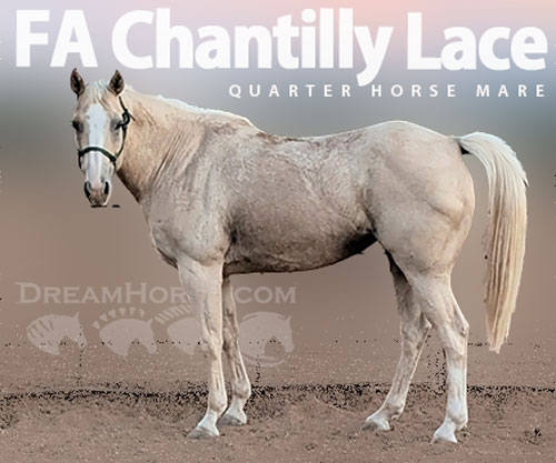 Horse ID: 2309048 FA Chantilly Lace