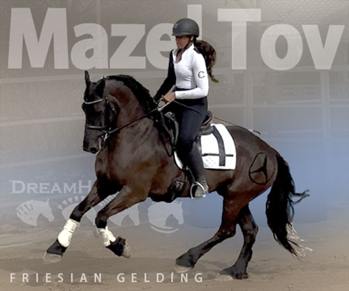 Horse ID: 2309067 Mazel Tov
