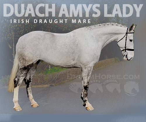 Horse ID: 2309195 DUACH AMYS LADY