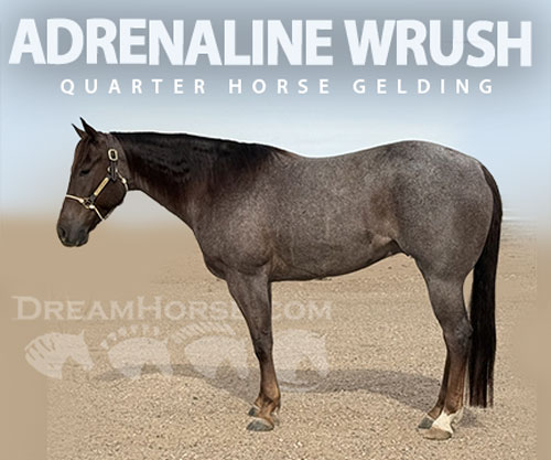 Horse ID: 2309322 ADRENALINE WRUSH