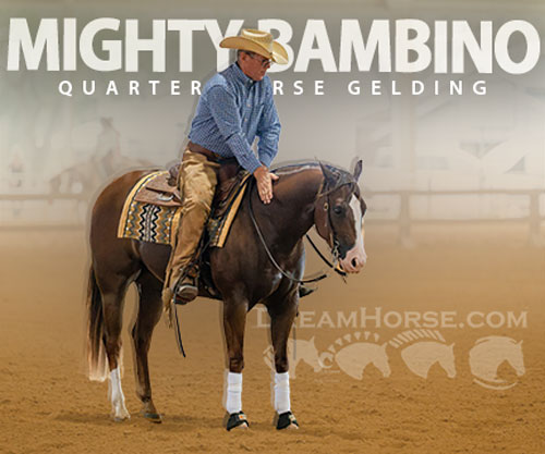 Horse ID: 2309324 MIGHTY BAMBINO