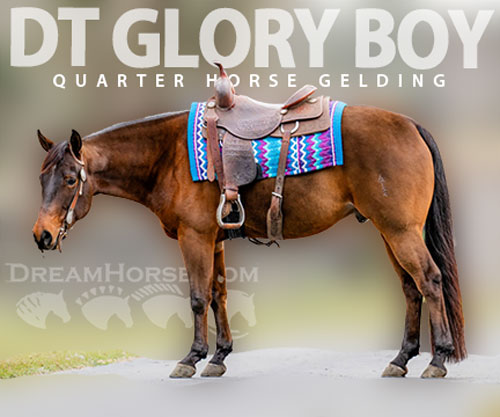 Horse ID: 2309331 DT GLORY BOY