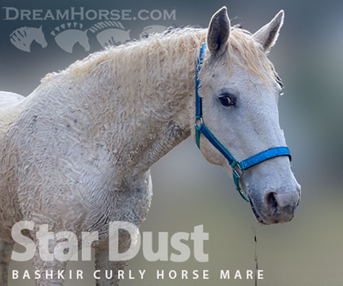 Horse ID: 2309346 Star Dust