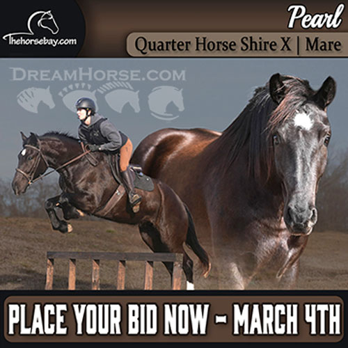 Horse ID: 2309421 Pearl