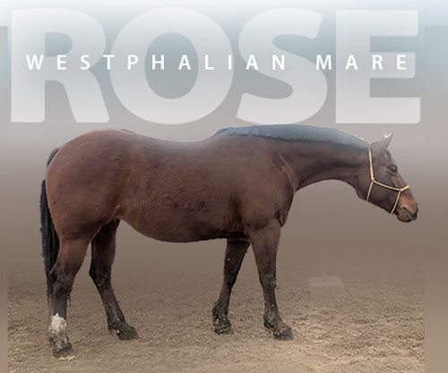 Horse ID: 2309438 Rose