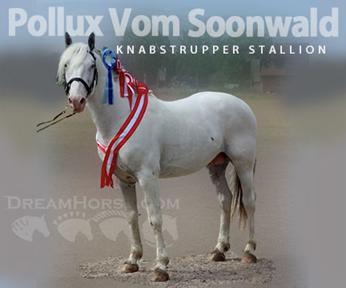 Horse ID: 2309547 Pollux Vom Soonwald