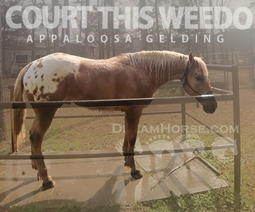 Horse ID: 2309926 COURT THIS WEEDO