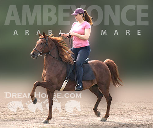 Horse ID: 2309955 Ambeyonce