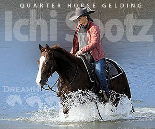 Horse ID: 2309980 Ichi Spotz